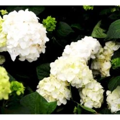 Hortensia 'Endless Summer The Bride' Hydrangea 'Endless Summer The Bride' 5 Liter Potte -Osmo Salgsbutik mi15435 hydrangea macrophylla the bride a11d