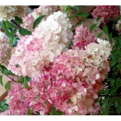 Syrén-Hortensia 'Vanille Fraise' Hydrangea Paniculata 'Vanille Fraise' Opstammet 90 Cm. 7,5 Liter Potte -Osmo Salgsbutik mi15446 hydrangea pan vanille fraise r renhy e527