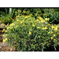 Perikon 'Gemo' Hypericum Erectum 'Gemo' 3,5 Liter Potte, Nordic 7 Perikon 'Gemo' Hypericum Erectum 'Gemo' 3,5 Liter Potte, Nordic -Osmo Salgsbutik mi15501 hypericum kalmianum gemo b0c8