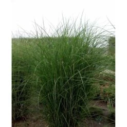 Smalbladet Elefantgræs 'Gracillimus' Miscanthus Sinensis 'Gracillimus' Potte 2 Liter. -Osmo Salgsbutik mi1577 miscanthus sinensis gracillimus 3200