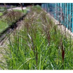 Elefantgræs 'Malepartus' Miscanthus Sinensis 'Malepartus' 3,0 Liter Potte 9 Elefantgræs 'Malepartus' Miscanthus Sinensis 'Malepartus' 3,0 Liter Potte -Osmo Salgsbutik mi1578 miscanthus sinensis malepartus fe5b