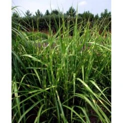 Zebragræs 'Strictus' Miscanthus Sinensis 'Strictus' Potte 2 Liter. -Osmo Salgsbutik mi1579 miscanthus sinensis strictus 3167