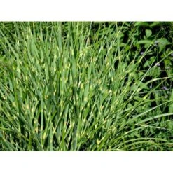 Zebragræs 'Strictus' Miscanthus Sinensis 'Strictus' Potte 2 Liter. -Osmo Salgsbutik mi1579 miscanthus sinensis strictus a67a