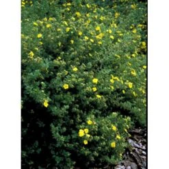 Buskpotentil 'Kobold' Potentilla Fruticosa 'Kobold' Potte 2,0 Liter,- 25-30 Cm. -Osmo Salgsbutik mi15906 potentilla fruticosa e767