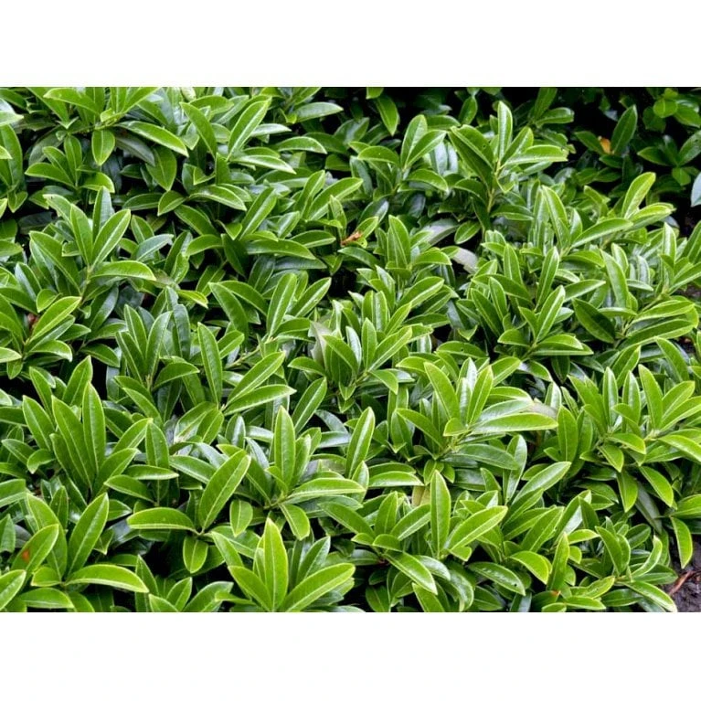 Krybende Kirsebærlaurbær Prunus Laurocerasus 'Mount Vernon' 5 Liter Potte 40-60 Cm 5 Krybende Kirsebærlaurbær Prunus Laurocerasus 'Mount Vernon' 5 Liter Potte 40-60 Cm - Billede 3