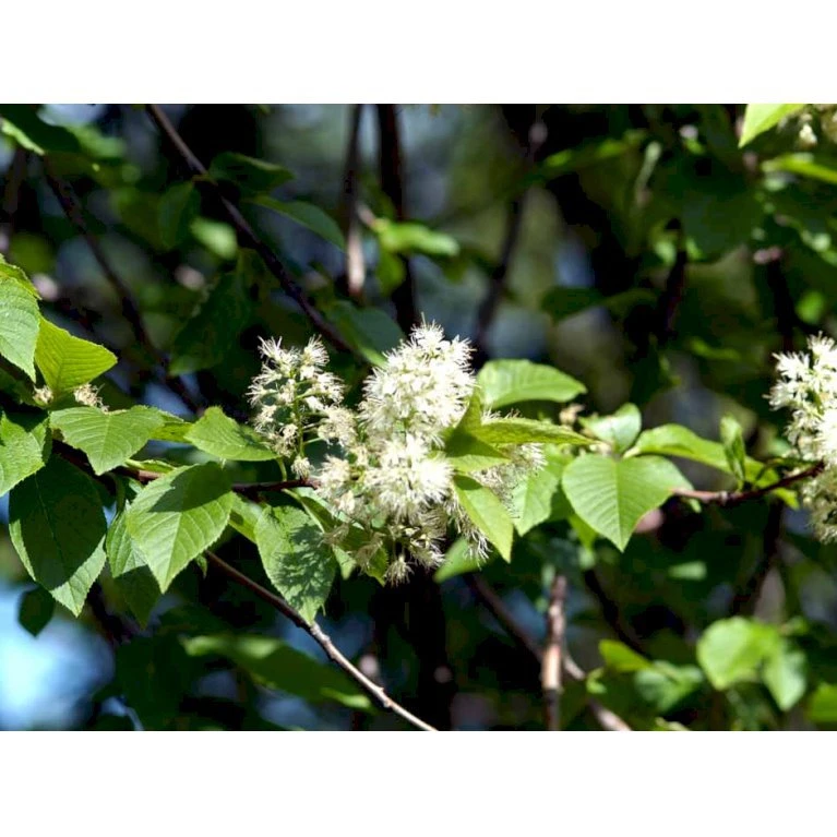 Mandshurisk Kirsebær Prunus Maackii Solitær Busk 150-200 Cm. - Med Klump 3 Mandshurisk Kirsebær Prunus Maackii Solitær Busk 150-200 Cm. - Med Klump