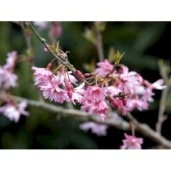 Prydkirsebær 'Fukubana' Prunus 'Fukubana' Solitær Busk 150-200 Cm. - Med Klump 7 Prydkirsebær 'Fukubana' Prunus 'Fukubana' Solitær Busk 150-200 Cm. - Med Klump -Osmo Salgsbutik mi16002 prunus subhirtella fukubana daef