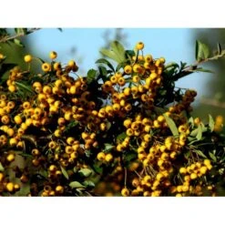 Ildtorn 'Soleil D'Or' Pyracantha Coccinea 'soleil D'Or' 3,5 Liter Potte -Osmo Salgsbutik mi16032 pyracantha soleil d or 8eba