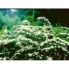 Snedrivebusk Spiraea X Arguta Med Klump,- 125-150 Cm. -Osmo Salgsbutik mi16185 spiraea arguta 3cf3