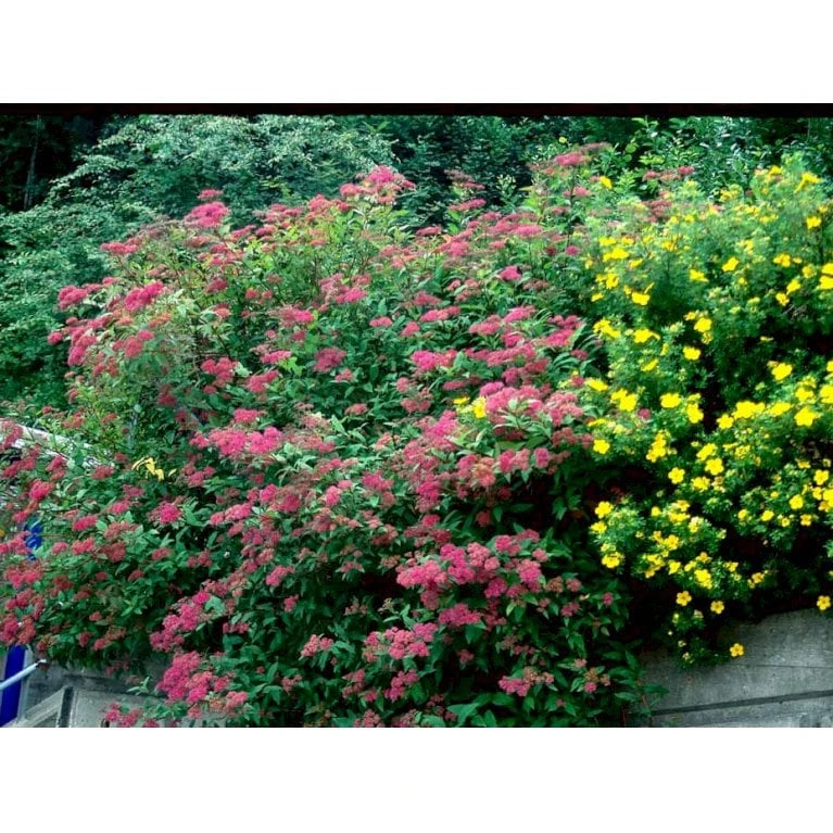 Spiræa 'Anthony Waterer' Spiraea X Bumalda 'Anthony Waterer' Potte 3,0 Liter,- 30-40 Cm. 6 Spiræa 'Anthony Waterer' Spiraea X Bumalda 'Anthony Waterer' Potte 3,0 Liter,- 30-40 Cm. - Billede 4