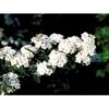 Spiræa Vanhouttei Spiraea X Vanhouttei 5 Liter Potte -Osmo Salgsbutik mi16214 spiraea vanhouttei 84bc