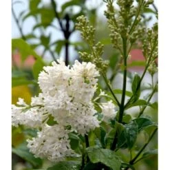 Preston Syrén 'Agnes Smith' Syringa 'Agnes Smith' Potte 4,0 Liter,- 50-60 Cm. -Osmo Salgsbutik mi16235 syringa agnes smith 3532