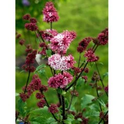 Preston Syren 'Miss Canada' Syringa Prestoniae 'Miss Canada' Potte 4,0 Liter,- 50-60 Cm. -Osmo Salgsbutik mi16259 syringa miss canada 4e85