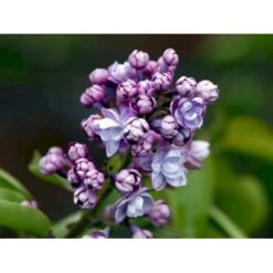 'Michel Büchner' Syringa Vul. 'Michel Büchner' (storblomstrende) Med Klump,- 150-175 Cm. 9 'Michel Büchner' Syringa Vul. 'Michel Büchner' (storblomstrende) Med Klump,- 150-175 Cm. -Osmo Salgsbutik mi16316 syringa vulgaris michel buchner 180e