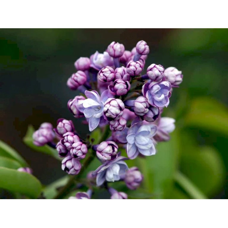 'Michel Büchner' Syringa Vul. 'Michel Büchner' (storblomstrende) Med Klump,- 150-175 Cm. 6 'Michel Büchner' Syringa Vul. 'Michel Büchner' (storblomstrende) Med Klump,- 150-175 Cm. - Billede 4