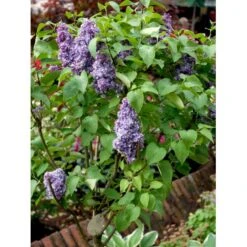 'Michel Büchner' Syringa Vul. 'Michel Büchner' (storblomstrende) Med Klump,- 150-175 Cm. 8 'Michel Büchner' Syringa Vul. 'Michel Büchner' (storblomstrende) Med Klump,- 150-175 Cm. -Osmo Salgsbutik mi16316 syringa vulgaris michel buchner 2306