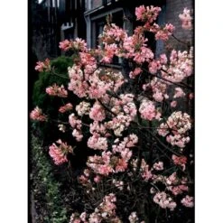 Kejserbusk 'Charles Lamont' Viburnum X Bodnantense 'Charles Lamont' 5 Liter Potte 7 Kejserbusk 'Charles Lamont' Viburnum X Bodnantense 'Charles Lamont' 5 Liter Potte -Osmo Salgsbutik mi16388 viburnum bodnantense charles lamont eb1d