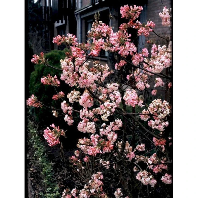 Kejserbusk 'Charles Lamont' Viburnum X Bodnantense 'Charles Lamont' 5 Liter Potte 5 Kejserbusk 'Charles Lamont' Viburnum X Bodnantense 'Charles Lamont' 5 Liter Potte - Billede 3