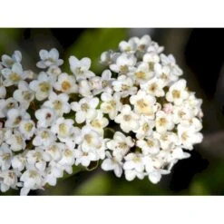 Duft-snebolle (vintergrøn) Viburnum X Burkwoodii Solitær Busk 150-175 Cm. Høj,- 100-150 Cm. Bred., Med Trådklump -Osmo Salgsbutik mi16391 viburnum burkwoodii 0e12