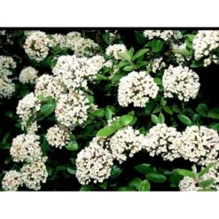 Duft-snebolle (vintergrøn) Viburnum X Burkwoodii Solitær Busk 150-175 Cm. Høj,- 100-150 Cm. Bred., Med Trådklump -Osmo Salgsbutik mi16391 viburnum burkwoodii 373e