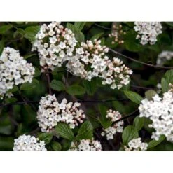 Duft-snebolle (vintergrøn) Viburnum X Burkwoodii Solitær Busk 150-175 Cm. Høj,- 100-150 Cm. Bred., Med Trådklump -Osmo Salgsbutik mi16391 viburnum burkwoodii 64ff