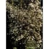 Kejserbusk Viburnum Farreri Med Klump,- 125-150 Cm. -Osmo Salgsbutik mi16396 viburnum farreri c669