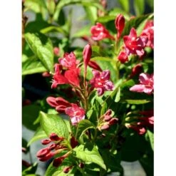 Klokkebusk 'Bristol Ruby' Weigela Hybrid 'Bristol Ruby' Potte 2,0 Liter,- 40-60 Cm. -Osmo Salgsbutik mi16429 weigela bristol ruby 61ec