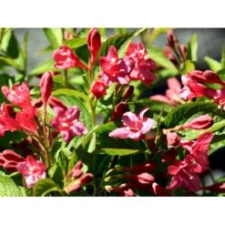 Klokkebusk 'Bristol Ruby' Weigela Hybrid 'Bristol Ruby' Potte 2,0 Liter,- 40-60 Cm. -Osmo Salgsbutik mi16429 weigela bristol ruby d2cc