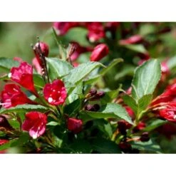 Klokkebusk 'Eva Rathke' Weigela Hybrid 'Eva Rathke' Med Klump,- 125-150 Cm. -Osmo Salgsbutik mi16434 weigela eva rathke fd58
