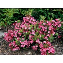 Klokkebusk 'Minuet' Weigela Hybrid 'Minuet' Potte 2,0 Liter,- 30-40 Cm. -Osmo Salgsbutik mi16455 weigela minuet 241d