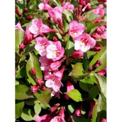 Klokkebusk 'Minuet' Weigela Hybrid 'Minuet' Potte 2,0 Liter,- 30-40 Cm. -Osmo Salgsbutik mi16455 weigela minuet 8720