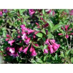 Klokkebusk 'Minuet' Weigela Hybrid 'Minuet' Potte 2,0 Liter,- 30-40 Cm. -Osmo Salgsbutik mi16455 weigela minuet b61b
