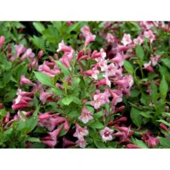 Klokkebusk 'Minuet' Weigela Hybrid 'Minuet' Potte 2,0 Liter,- 30-40 Cm. -Osmo Salgsbutik mi16455 weigela minuet bd66