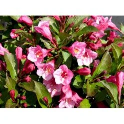 Klokkebusk 'Minuet' Weigela Hybrid 'Minuet' Potte 2,0 Liter,- 30-40 Cm. -Osmo Salgsbutik mi16455 weigela minuet d8fd