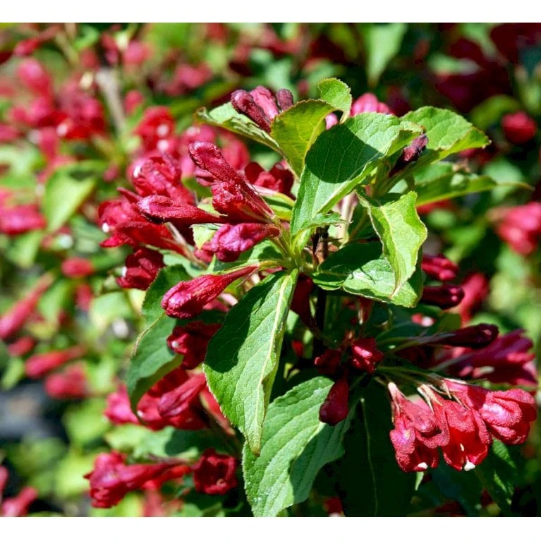 Klokkebusk 'Red Prince' Weigela Hybrid 'Red Prince' Potte 2,0 Liter,- 40-60 Cm. 5 Klokkebusk 'Red Prince' Weigela Hybrid 'Red Prince' Potte 2,0 Liter,- 40-60 Cm. - Billede 3