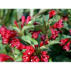 Klokkebusk 'Red Prince' Weigela Hybrid 'Red Prince' Potte 2,0 Liter,- 40-60 Cm. 10 Klokkebusk 'Red Prince' Weigela Hybrid 'Red Prince' Potte 2,0 Liter,- 40-60 Cm. -Osmo Salgsbutik mi16466 weigela red prince 7dbb
