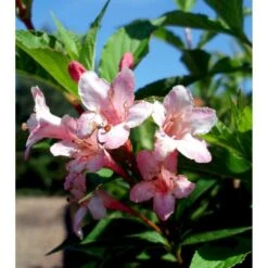 Klokkebusk 'Styriaca' Weigela Hybrid 'Styriaca' Potte 6,5 Liter 60-80 Cm. -Osmo Salgsbutik mi16470 weigela styriaca 259b