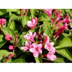 Klokkebusk 'Styriaca' Weigela Hybrid 'Styriaca' Potte 6,5 Liter 60-80 Cm. -Osmo Salgsbutik mi16470 weigela styriaca 97f2