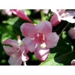 Klokkebusk 'Styriaca' Weigela Hybrid 'Styriaca' Potte 6,5 Liter 60-80 Cm. -Osmo Salgsbutik mi16470 weigela styriaca ae6a