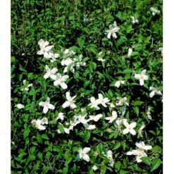 Uægte Jasmin 'Silberregen' Philadelphus Purpureomacu 'Silberregen' 3,5 Liter Potte -Osmo Salgsbutik mi1657 philadelphus purpureomacu silberregen 9557