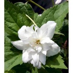 Uægte Jasmin 'Schneesturm' Philadelphus Virginalis 'Schneesturm' Med Klump,- 150-175 Cm. -Osmo Salgsbutik mi1660 philadelphus virginalis schneesturm d3a5