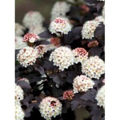 Blærespiræa 'Diabolo' Physocarphus Op. 'Diabolo' Solitær Busk 150-200 Cm. - Med Klump -Osmo Salgsbutik mi1688 physocarpus opulifolius diabolo r 0c5e