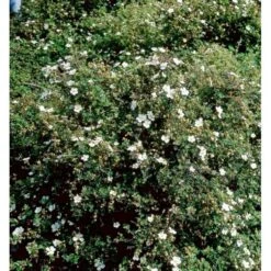 Buskpotentil 'Abbotswood' Potentilla Fruticosa 'Abbotswood' Potte 2,0 Liter,- 25-30 Cm. 13 Buskpotentil 'Abbotswood' Potentilla Fruticosa 'Abbotswood' Potte 2,0 Liter,- 25-30 Cm. -Osmo Salgsbutik mi1897 potentilla fruticosa abbotswood 8756