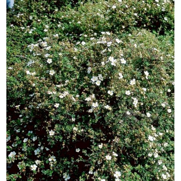 Buskpotentil 'Abbotswood' Potentilla Fruticosa 'Abbotswood' Potte 2,0 Liter,- 25-30 Cm. 7 Buskpotentil 'Abbotswood' Potentilla Fruticosa 'Abbotswood' Potte 2,0 Liter,- 25-30 Cm. - Billede 5