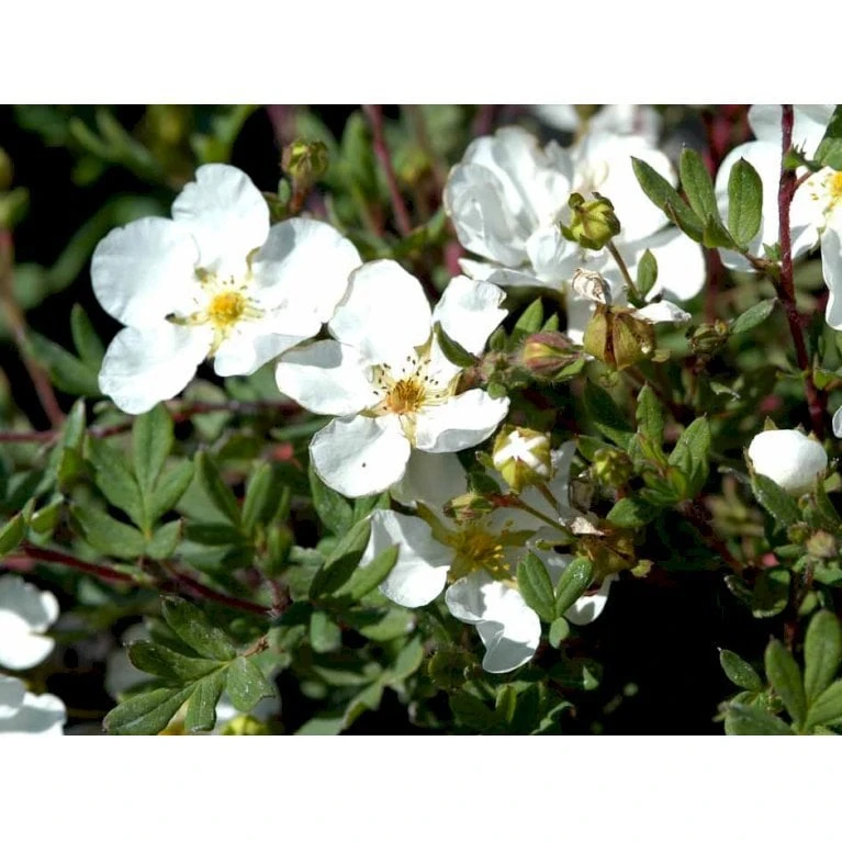 Buskpotentil 'Abbotswood' Potentilla Fruticosa 'Abbotswood' Potte 2,0 Liter,- 25-30 Cm. 8 Buskpotentil 'Abbotswood' Potentilla Fruticosa 'Abbotswood' Potte 2,0 Liter,- 25-30 Cm. - Billede 6