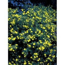 Buskpotentil 'Goldfinger' Potentilla Fruticosa 'Goldfinger' Potte 2,0 Liter,- 25-30 Cm. 17 Buskpotentil 'Goldfinger' Potentilla Fruticosa 'Goldfinger' Potte 2,0 Liter,- 25-30 Cm. -Osmo Salgsbutik mi1899 potentilla fruticosa goldfinger 1622