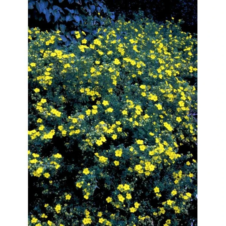 Buskpotentil 'Goldfinger' Potentilla Fruticosa 'Goldfinger' Potte 2,0 Liter,- 25-30 Cm. 10 Buskpotentil 'Goldfinger' Potentilla Fruticosa 'Goldfinger' Potte 2,0 Liter,- 25-30 Cm. - Billede 8