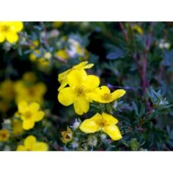 Buskpotentil 'Goldfinger' Potentilla Fruticosa 'Goldfinger' Potte 2,0 Liter,- 25-30 Cm. 15 Buskpotentil 'Goldfinger' Potentilla Fruticosa 'Goldfinger' Potte 2,0 Liter,- 25-30 Cm. -Osmo Salgsbutik mi1899 potentilla fruticosa goldfinger 5e47
