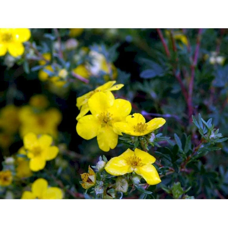 Buskpotentil 'Goldfinger' Potentilla Fruticosa 'Goldfinger' Potte 2,0 Liter,- 25-30 Cm. 8 Buskpotentil 'Goldfinger' Potentilla Fruticosa 'Goldfinger' Potte 2,0 Liter,- 25-30 Cm. - Billede 6