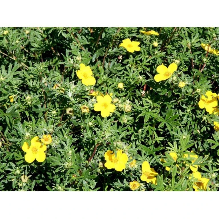 Buskpotentil 'Goldfinger' Potentilla Fruticosa 'Goldfinger' Potte 2,0 Liter,- 25-30 Cm. 6 Buskpotentil 'Goldfinger' Potentilla Fruticosa 'Goldfinger' Potte 2,0 Liter,- 25-30 Cm. - Billede 4